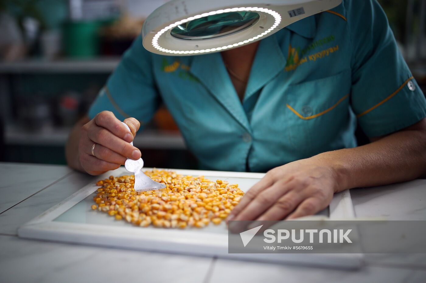 Corn harvesting in Krasnodar Territory