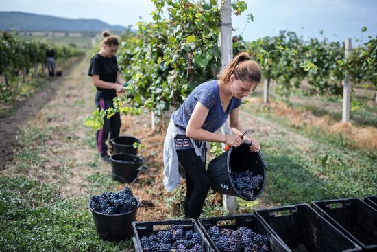 Vineyards of Zolotaya Balka agroindustrial company in Crimea