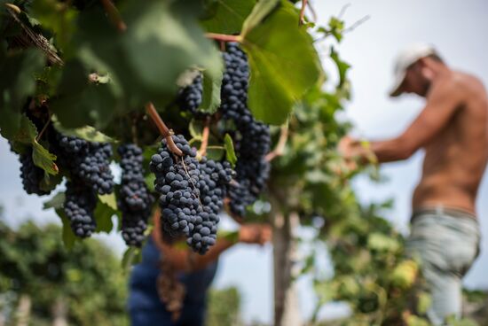 Vineyards of Zolotaya Balka agroindustrial company in Crimea