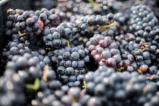 Vineyards of Zolotaya Balka agroindustrial company in Crimea