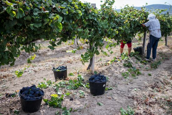 Vineyards of Zolotaya Balka agroindustrial company in Crimea