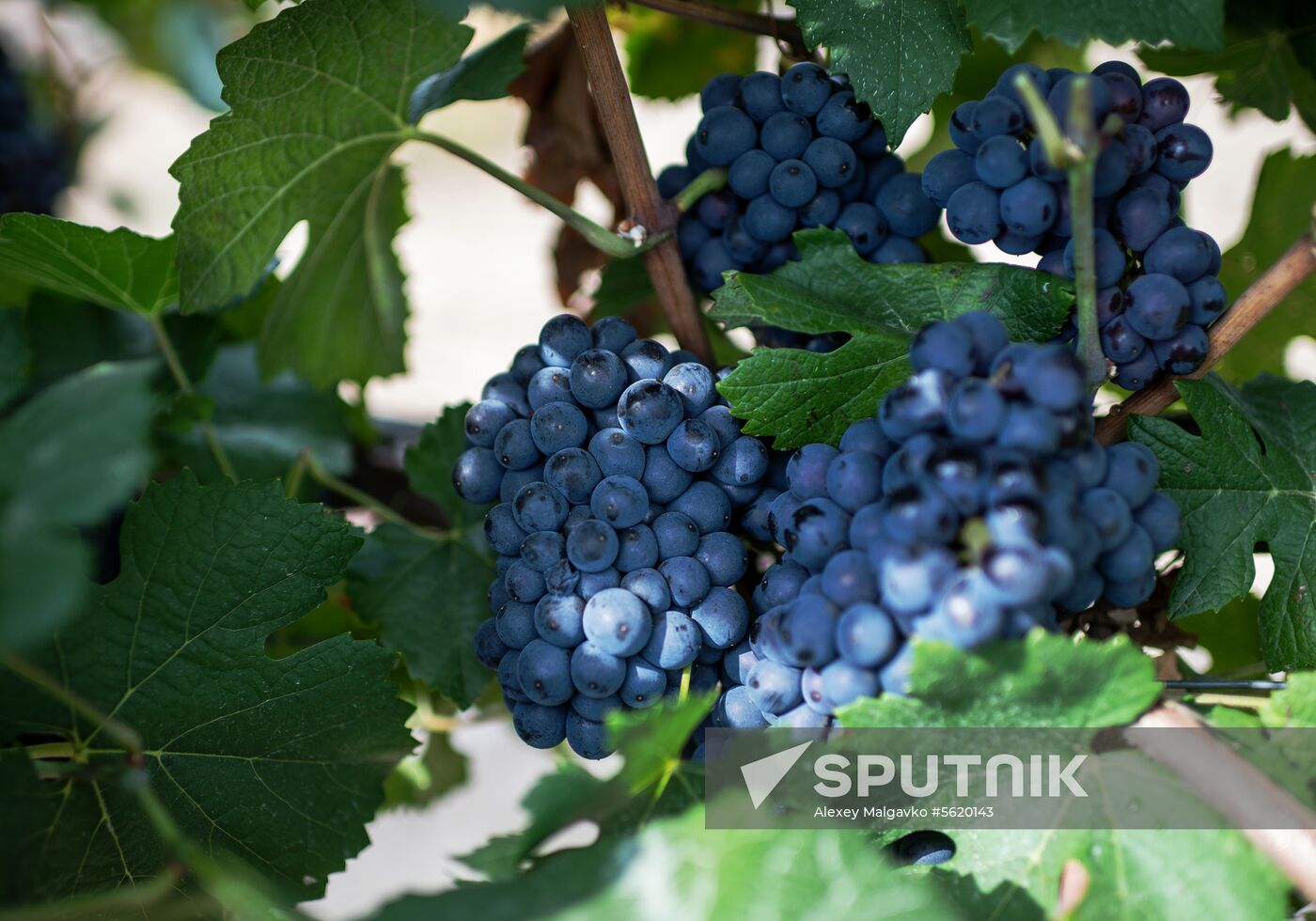 Vineyards of Zolotaya Balka agroindustrial company in Crimea