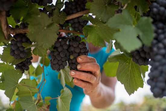 Vineyards of Zolotaya Balka agroindustrial company in Crimea