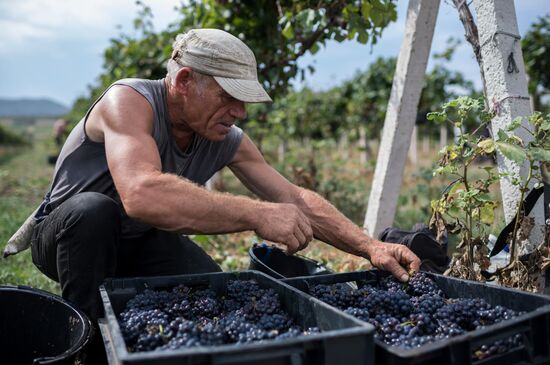 Vineyards of Zolotaya Balka agroindustrial company in Crimea