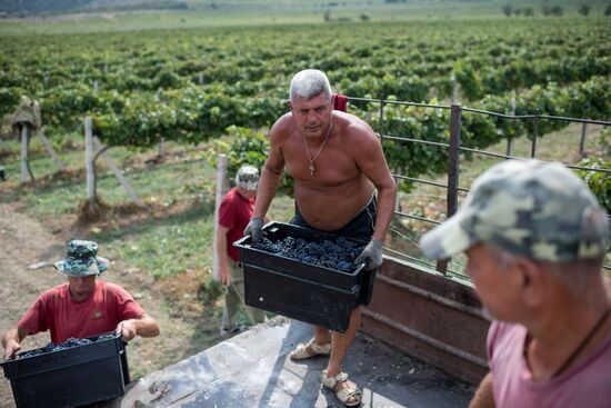 Vineyards of Zolotaya Balka agroindustrial company in Crimea