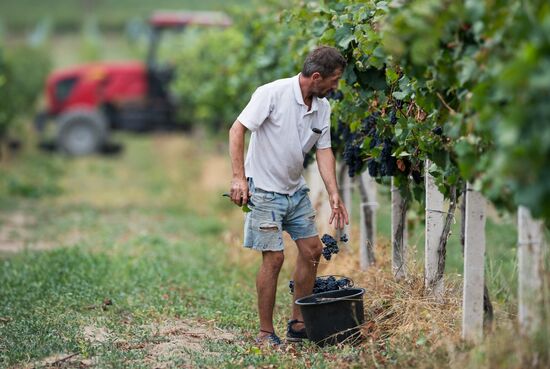 Vineyards of Zolotaya Balka agroindustrial company in Crimea