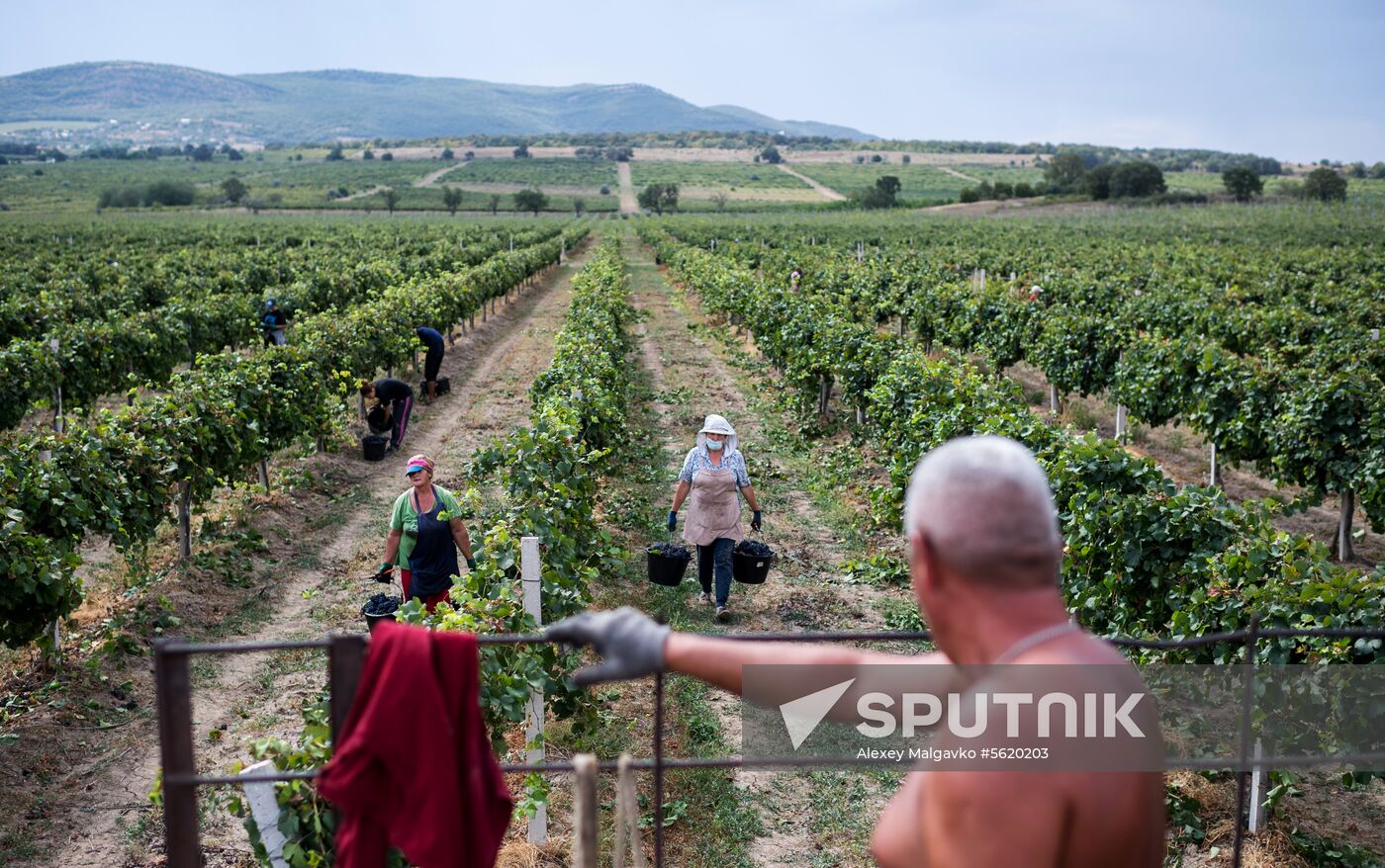 Vineyards of Zolotaya Balka agroindustrial company in Crimea