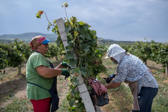 Vineyards of Zolotaya Balka agroindustrial company in Crimea
