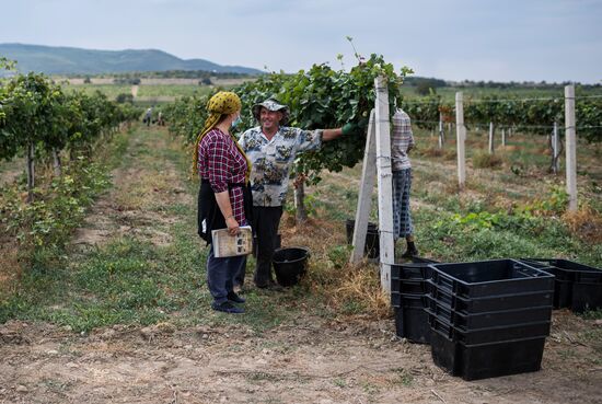 Vineyards of Zolotaya Balka agroindustrial company in Crimea