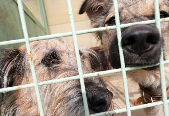 Zelenograd homeless animal shelter