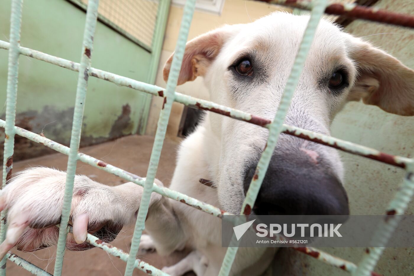 Zelenograd homeless animal shelter