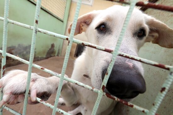 Zelenograd homeless animal shelter