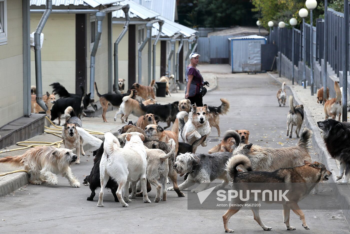 Zelenograd homeless animal shelter
