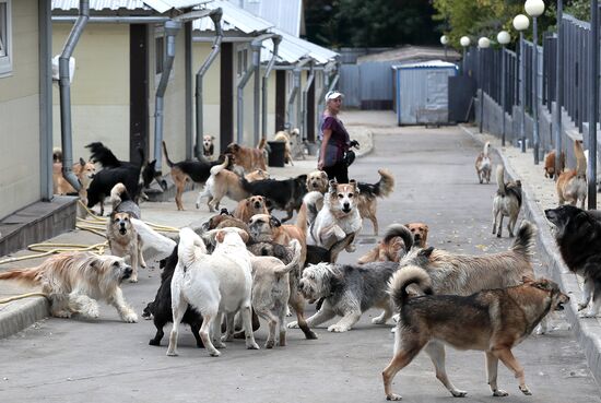 Zelenograd homeless animal shelter