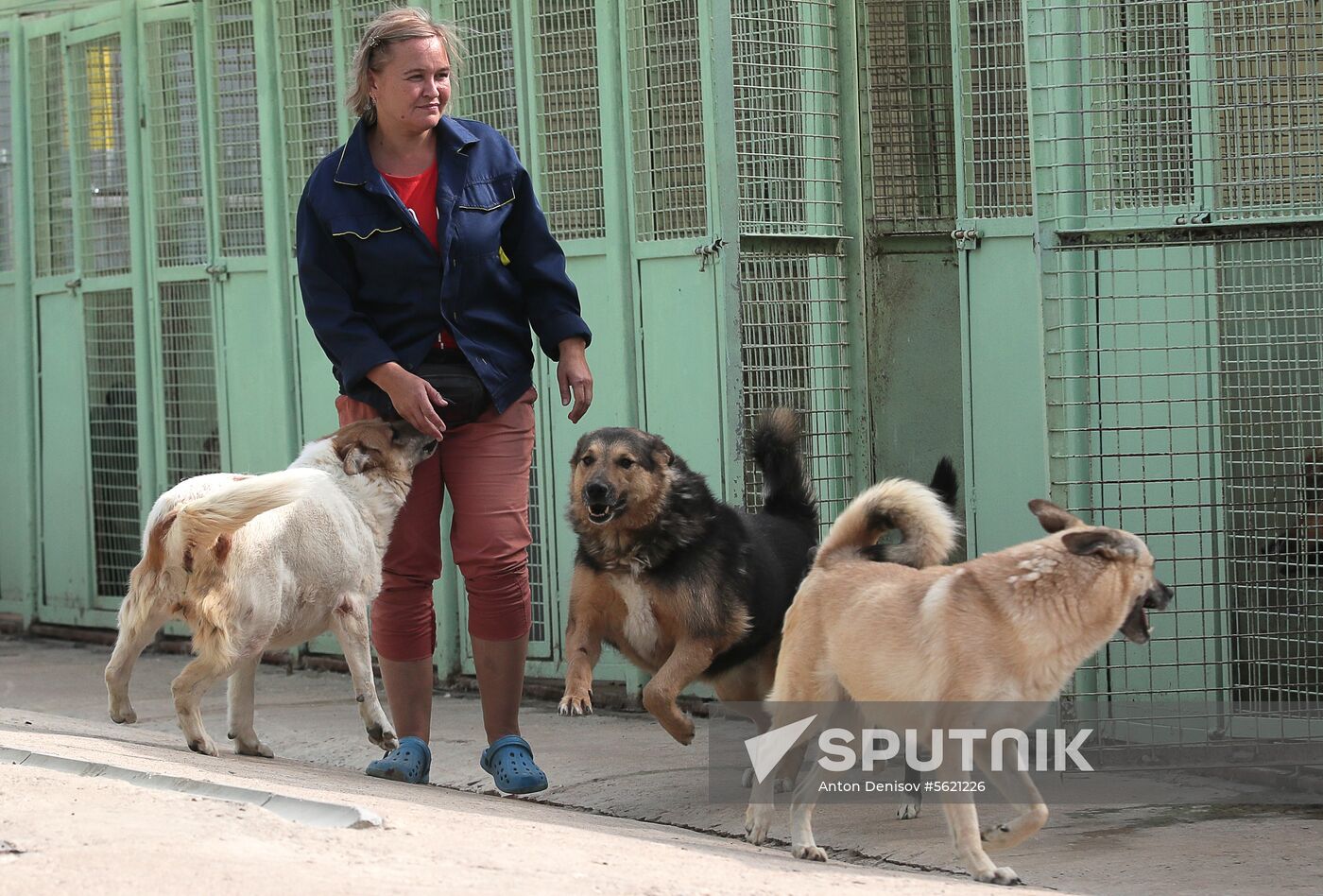 Zelenograd homeless animal shelter