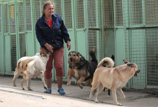 Zelenograd homeless animal shelter
