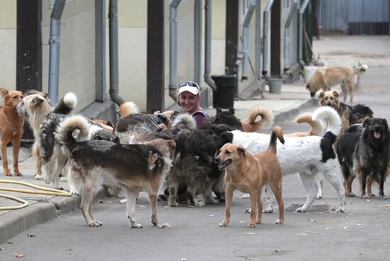 Zelenograd homeless animal shelter