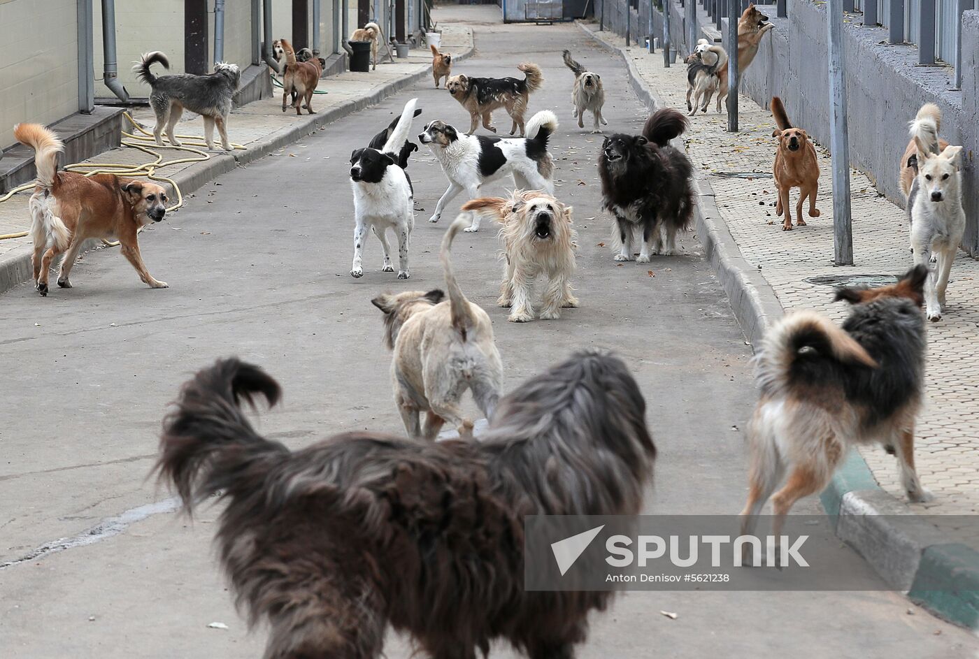 Zelenograd homeless animal shelter