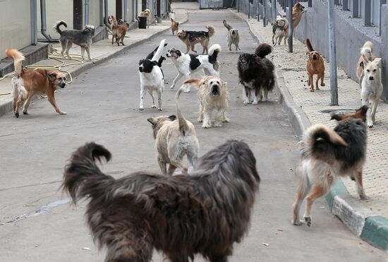Zelenograd homeless animal shelter