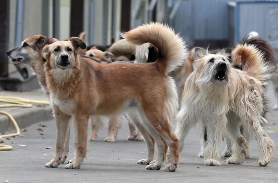 Zelenograd homeless animal shelter