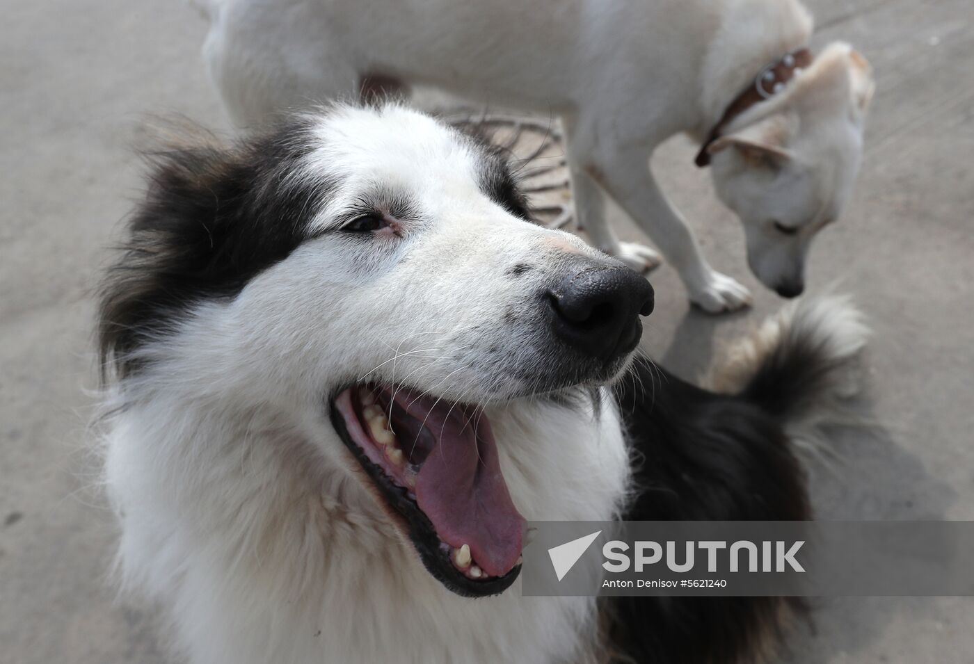 Zelenograd homeless animal shelter