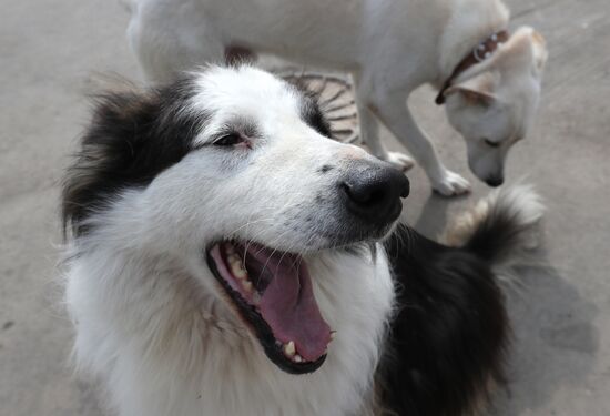 Zelenograd homeless animal shelter