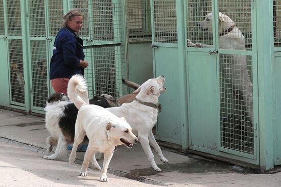 Zelenograd homeless animal shelter
