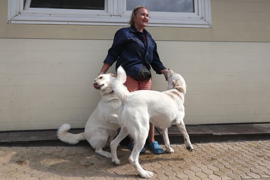 Zelenograd homeless animal shelter