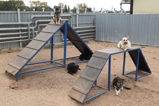 Zelenograd homeless animal shelter
