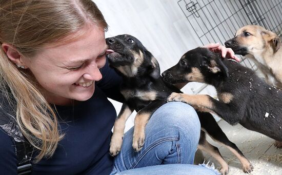 Zelenograd homeless animal shelter