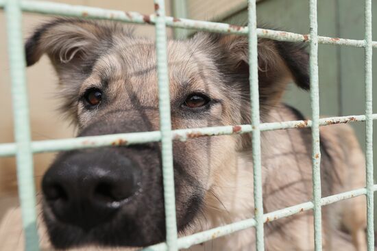 Zelenograd homeless animal shelter