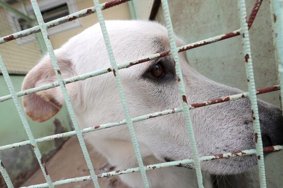 Zelenograd homeless animal shelter