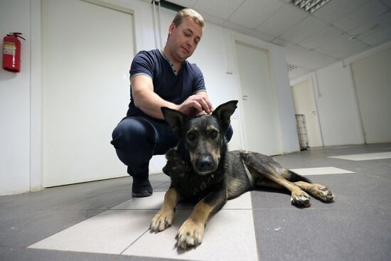 Zelenograd homeless animal shelter