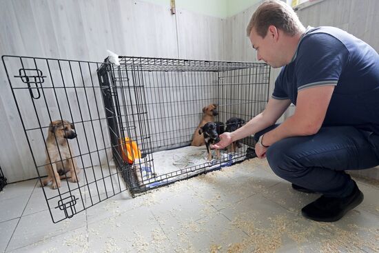 Zelenograd homeless animal shelter