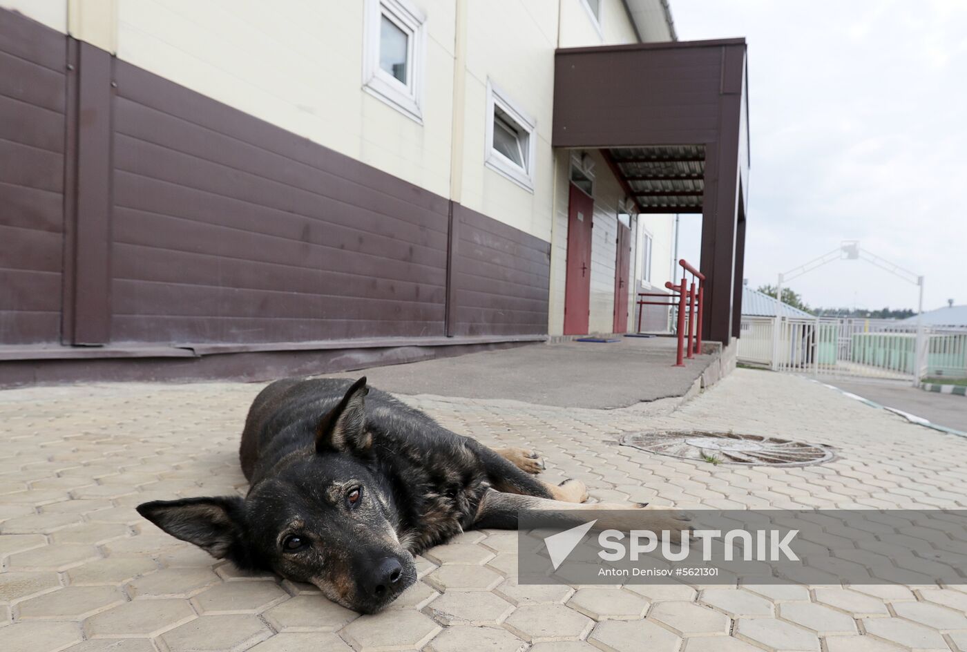 Zelenograd homeless animal shelter