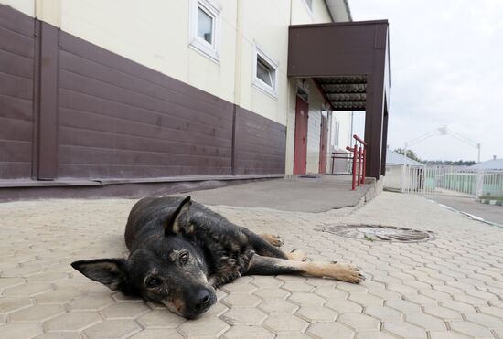 Zelenograd homeless animal shelter