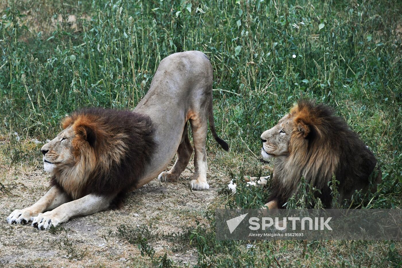 Taigan Safari Park in Crimea