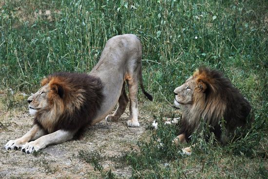 Taigan Safari Park in Crimea