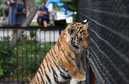 Taigan Safari Park in Crimea