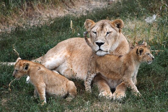 Taigan Safari Park in Crimea