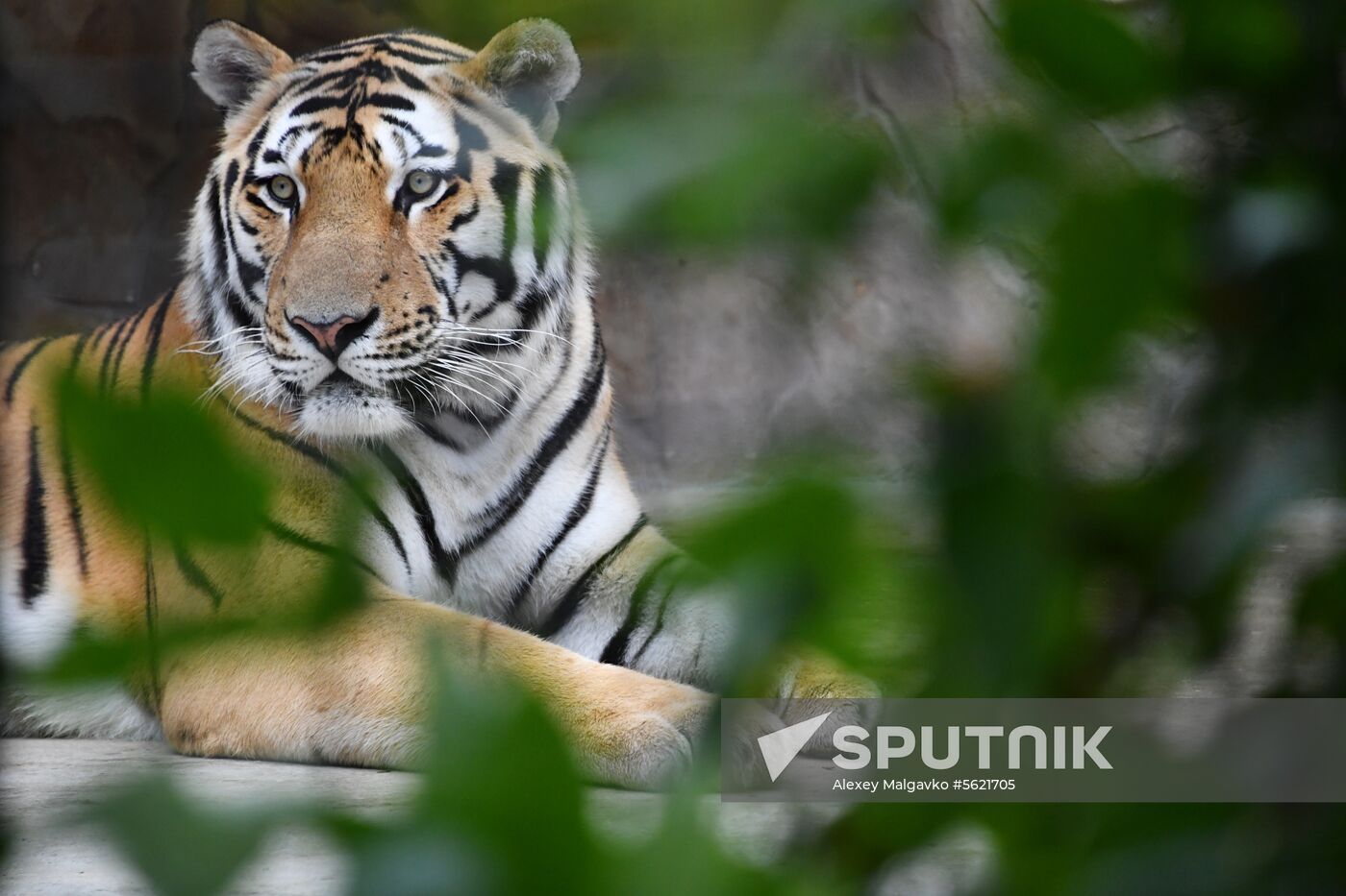 Taigan Safari Park in Crimea
