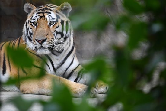 Taigan Safari Park in Crimea