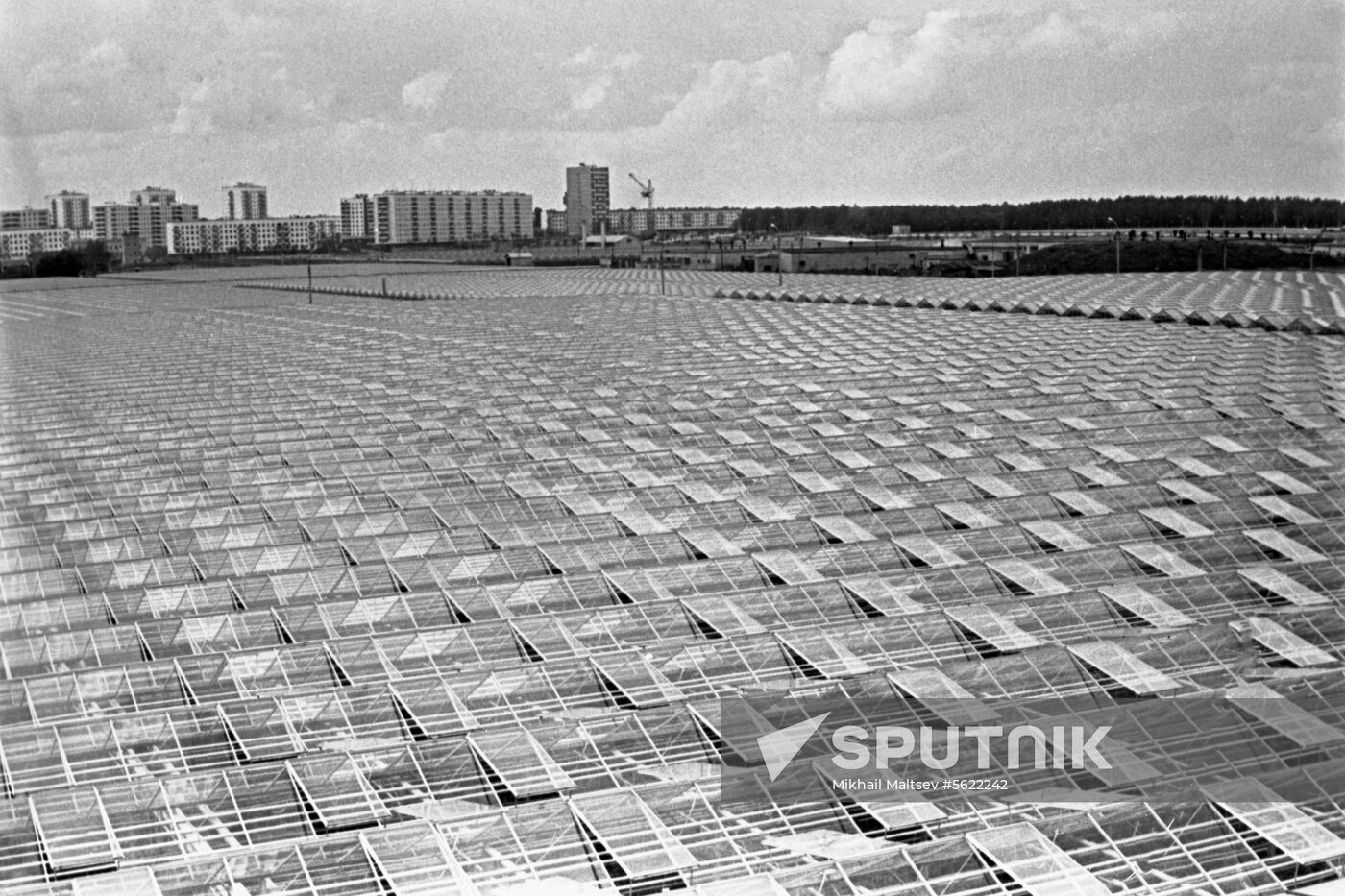 Hothouses of Moskovsky greenhouse center