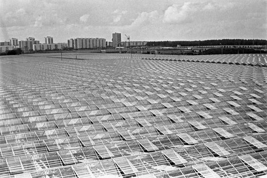 Hothouses of Moskovsky greenhouse center