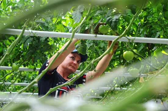 Greenhouse farm in Tambov Region