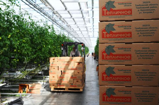 Greenhouse farm in Tambov Region
