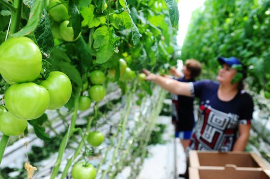 Greenhouse farm in Tambov Region