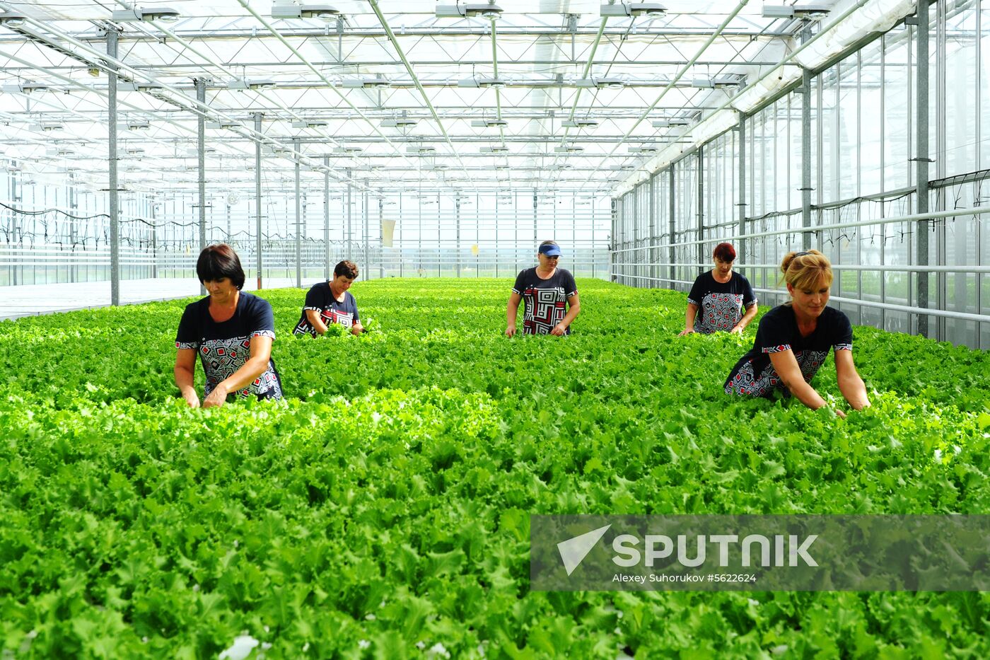 Greenhouse farm in Tambov Region