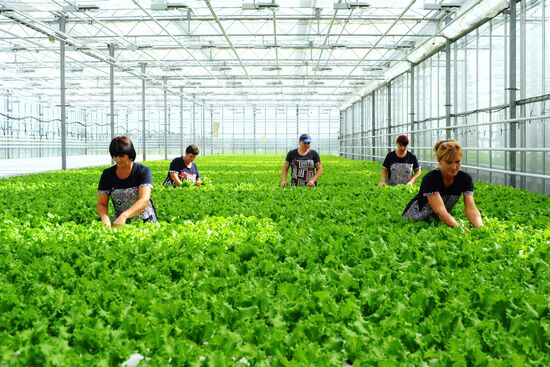 Greenhouse farm in Tambov Region