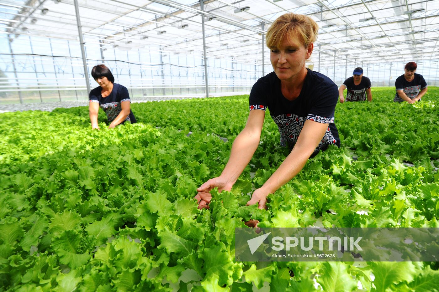Greenhouse farm in Tambov Region